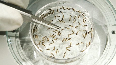 Millones de mosquitos genéticamente modificados podrían ser liberados en EE.UU.