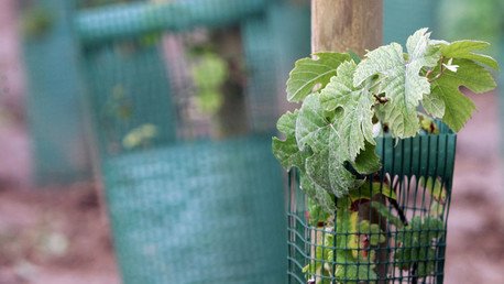 Nuevos cultivos transgénicos de Monsanto crean más problemas de los que resuelven