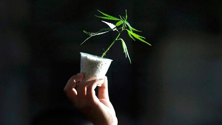 Confirmado: La marihuana es cien veces menos peligrosa para la salud que el alcohol