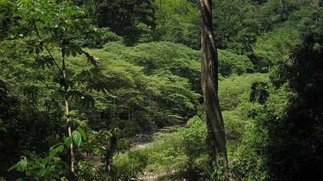 Encuentran una mítica urbe precolombina perdida en la selva hondureña