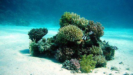 Las 'zonas muertas' se extienden por el océano y amenazan a la fauna marina