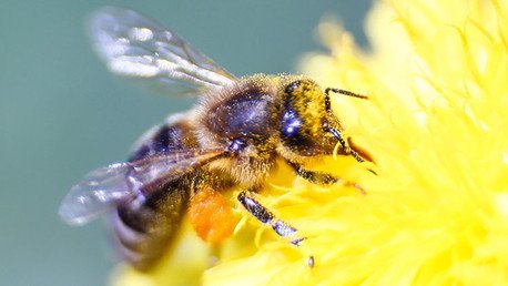 Plátanos, vino, abejas...: 10 recursos condenados a desaparecer