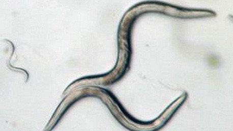 Gusanos 'astronautas' abrirían camino a la conquista de otros mundos