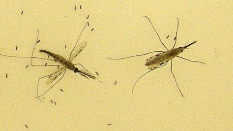 Virus peligroso procedente de Uganda amenaza a América Latina