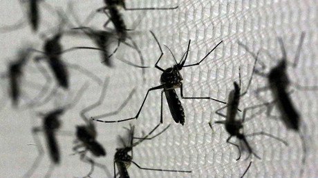 La OIEA propone esterilizar mosquitos para combatir el zika