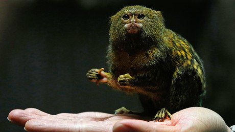 Nueva caja de Pandora: científicos avisan de los riesgos de jugar a ser Dios en la naturaleza