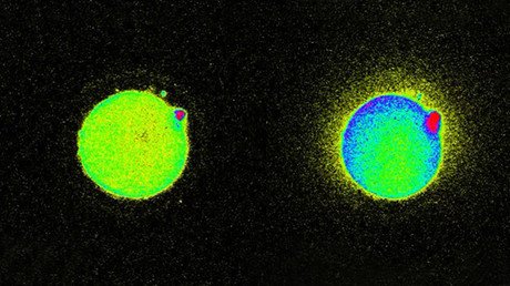 La chispa de la vida: detectan el destello que se produce durante la concepción (VIDEO, FOTOS)