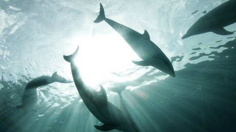 Descubren una nueva especie de ballena con hocico de delfín y solo cuatro dientes