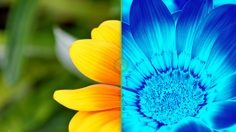 FOTOS: Así ven el mundo los tiburones, abejas, caballos y otros seres vivos