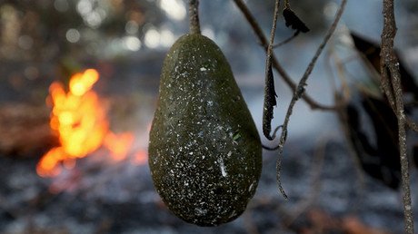 El peligro oculto del aguacate, el "oro verde" de México