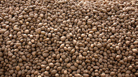 Esto es lo que pasa si comes solo patatas durante un año (Fotos)