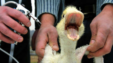 "Un pato cojo": La sarcástica y viral respuesta de una Embajada rusa a las sanciones de Obama