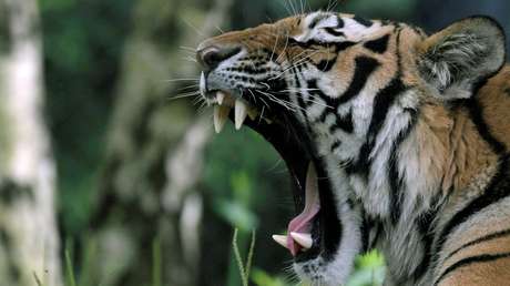 Esta es la causa de la epidemia de fatiga crónica