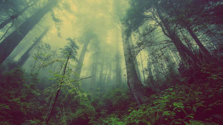 Especies endémicas de animales asombran al mundo pero en México están en riesgo