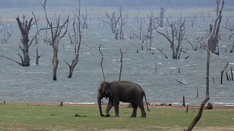 "Aniquilación biológica mundial": El planeta entra en una sexta extinción en masa