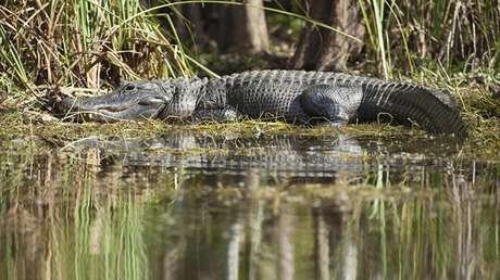 'Los regalos de Harvey': residente de Houston encuentra a un caimán de 3 metros en su casa (VIDEO)