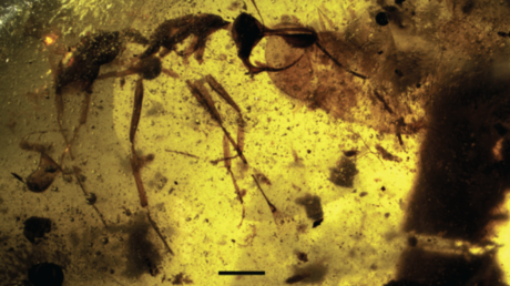 Una 'hormiga del infierno' encontrada en Birmania desconcierta a los científicos