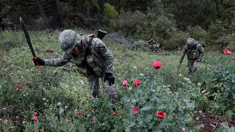 México: "Las organizaciones criminales están cada vez más infiltradas en la política"