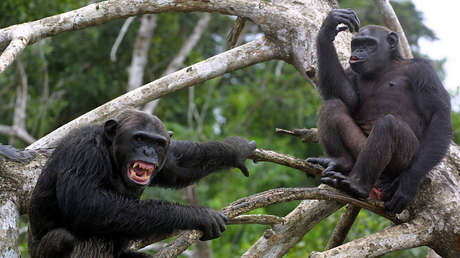 Expertos se adentran en el Congo en busca del asesino silencioso que tiene en jaque a la ciencia