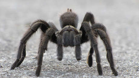 VIDEO: Una tarántula lucha hasta la muerte por su vida contra una avispa de la mitad de su tamaño 