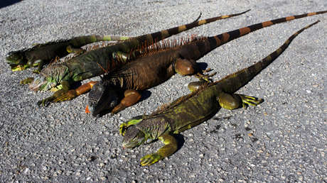 Iguanas descongeladas atacan a residentes en Florida