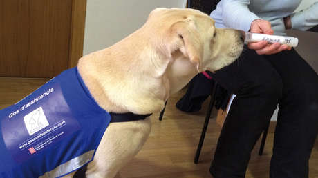 Conozca al perro que con su olfato ayuda al diagnóstico precoz del cáncer de pulmón