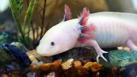 El secreto del ajolote: Este anfibio de México podría hacer a los parapléjicos volver a caminar