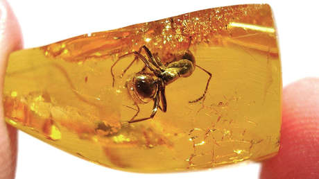 FOTOS: Estas cuatro ranas son las más antiguas jamás encontradas dentro de un ámbar