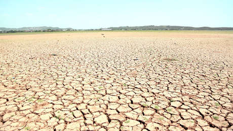 El ritmo actual de la extinción de especies es 1.000 veces más rápido que el natural