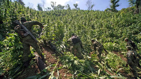 La despenalización de la marihuana en México: ¿Una forma de encarar la violencia?