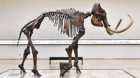 Hallan en Siberia un mamut enano adulto congelado en perfecto estado de conservación