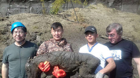 Hallan un potro congelado de hace 40.000 años en la 'puerta al mundo subterráneo' en Siberia (FOTO)
