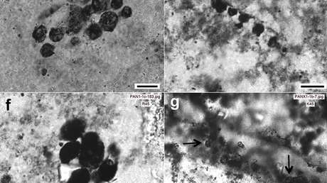 Descubren los microbios fosilizados más antiguos jamás hallados en la Tierra