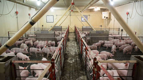 La peste porcina en China perjudica a la industria en más de 128.000 millones de dólares