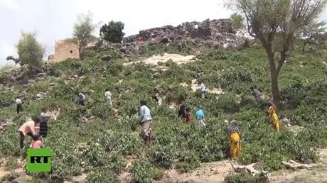 Hojas hervidas en vez de comida: Así sobreviven las familias más hambrientas de Yemen (VIDEO)