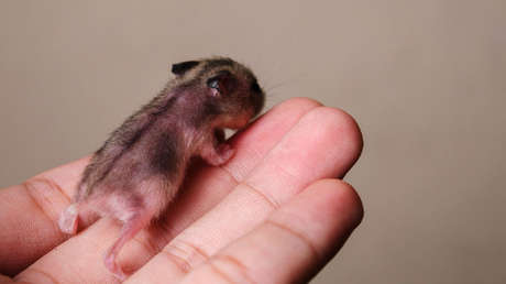 Bebés con dos madres: Científicos logran que ratones del mismo sexo tengan hijos biológicos (FOTO)