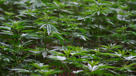México, el mayor productor mundial de marihuana, busca legalizar el consumo y la venta del cannabis