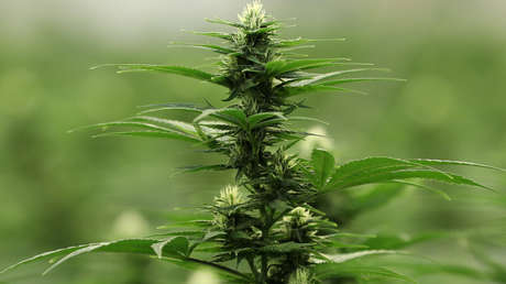 ¿Criminalizar o permitir?: La discusión sobre el uso medicinal y recreativo del cannabis en Ecuador