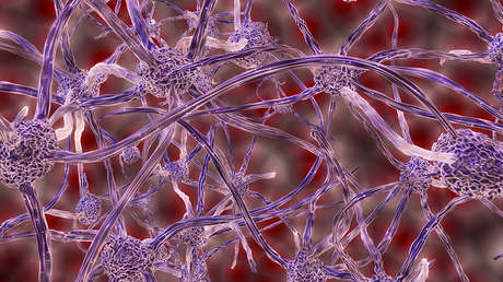 Descubren un mecanismo que podría ayudar a recuperar la memoria a pacientes con alzhéimer 
