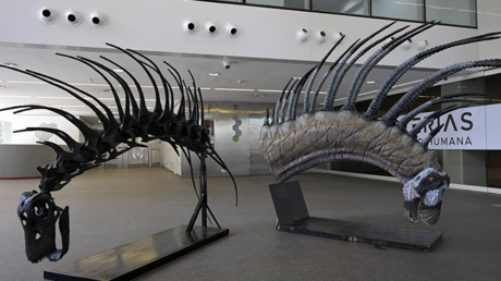 Hallan en Argentina una nueva especie de dinosaurio que se defendía con afiladas espinas en su cuello (FOTOS)