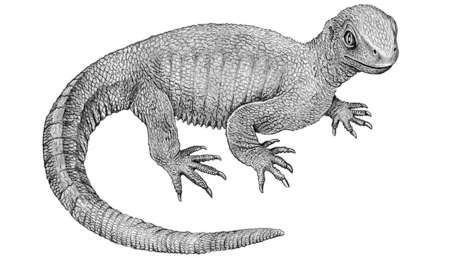 Hallan uno de los más antiguos casos de cáncer en una tortuga que vivió hace 240 millones de años