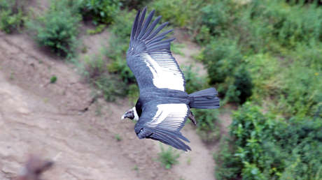 Menos de 150 ejemplares: El incierto futuro del cóndor andino en Ecuador