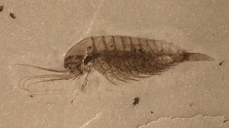 Un verdadero 'tesoro': Encuentran en China fósiles de 101 especies, la mitad de ellas desconocidas