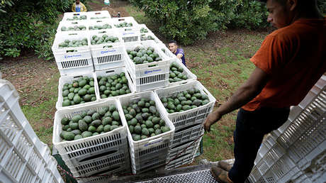 EE.UU. se quedará sin aguacates en menos de un mes si Trump cierra la frontera con México