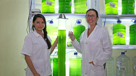 Crean unos biofiltros con microalgas 100 veces más eficientes que los árboles para absorber CO2