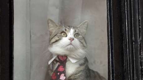 VIDEO: WikiLeaks distribuye imágenes del gato de Julian Assange mirando la detención de su dueño