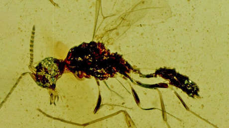 Rinden homenaje a Drácula para nombrar una nueva subespecie de avispa chupasangre