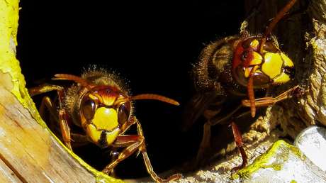 Descubren cómo hacen las avispas para convertir en 'zombis' a las arañas y esclavizarlas
