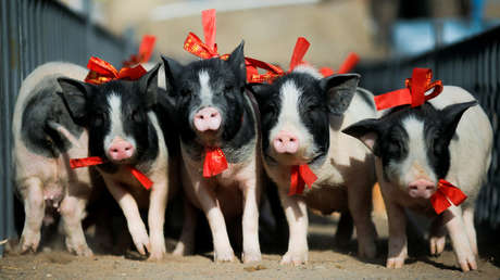 Cómo la peste porcina de China pone en vilo los mercados globales