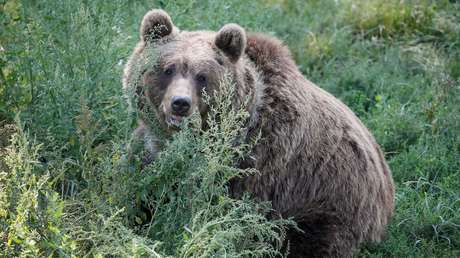 VIDEO: Oso se acerca a una camioneta de cazadores y les roba la comida